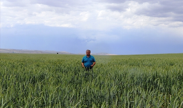 Tritikalenin tohum merkezi Sivas'ta ekim alanı genişletildi