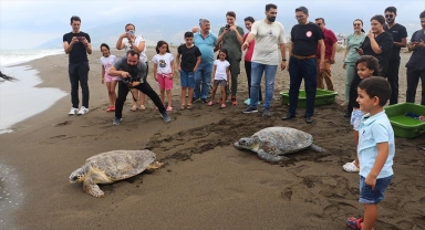 Deniz kaplumbağaları tedavi edilip mavi sulara uğurlandı