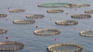 Su ürünleri yetiştiriciliğine 125,3 milyon TL'lik destek