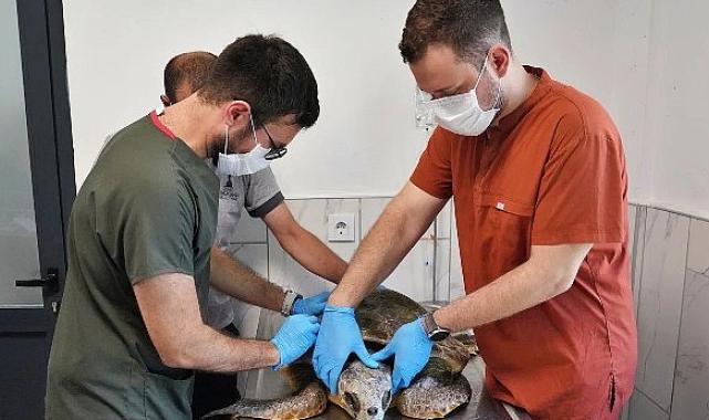 Körfez'deki yaralı Caretta carettaya yardım eli