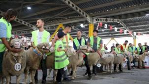 İnegöl’de koç ve tavuklar kıyasıya yarıştı