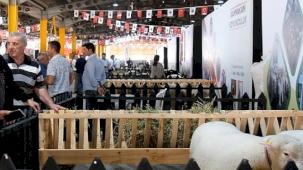 İnegöl'de Küçükbaş Hayvancılık Festivali Başladı