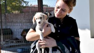 Manisa sahiplendirmeye devam ediyor