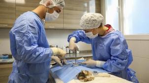 Buca'da yeni kısırlaştırma ünitesi ile daha fazla kedi kısırlaştırılacak