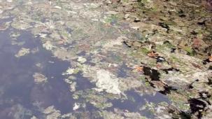 Müsilaj yoğunlaşarak sürüyor!
