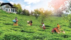 Çay topraklarına can suyu... Rize, Trabzon ve Artvin'de çay bahçelerinde verim arttı