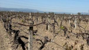 Manisa Büyükşehir'den üreticiye 'zirai don' desteği