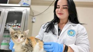 Manisa'da kısırlaştırılan kedi sayısı 3 bini geçti