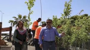 Mersinli çiftçiler Trabzon Hurması üretecek