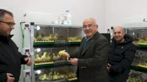 Ordu'da kaz yetiştiriciliği artıyor