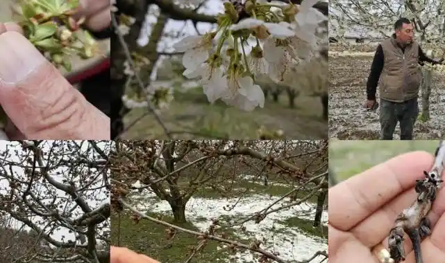 TBMM 'zirai don zararları'nı araştıracak
