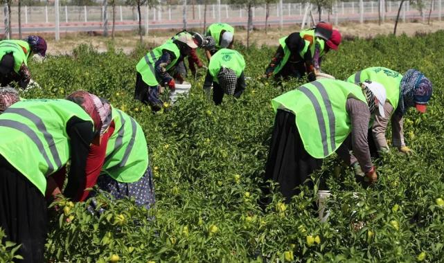 Binlerce yıllık Ata tohumları Karatay'da hayat buluyor