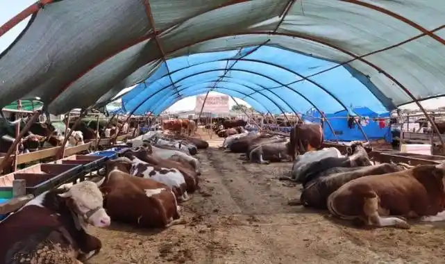 Büyükşehir kurban satış noktalarını ilaçlıyor