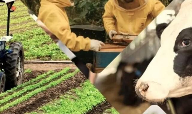Çiftçiye 3,3 milyar TL'lik destek ödemeleri hesaplarda