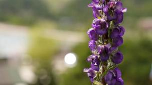 Bursa Gürsu'nun özel bitkisi mor çiçeklerini açtı! Fotoğraf tutkunlarının ilgi odağı