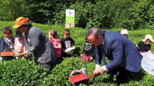 Çay hasadında çocuklarla gelenek bozulmadı