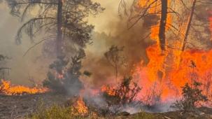 OGM'den kritik uyarı! Sıcaklık arttı 6 ilde ormanlara giriş yasaklandı!