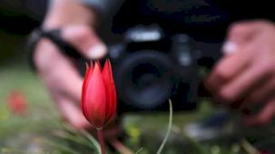 Spil Dağı’na 'Manisa Lalesi' akını