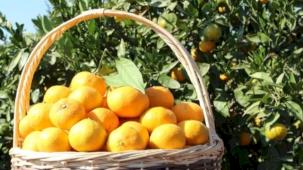 Tarım-ÜFE'de turunçgiller zirvede