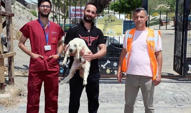 Kayseri Talas'ta kaçak kuzular sahibine döndü