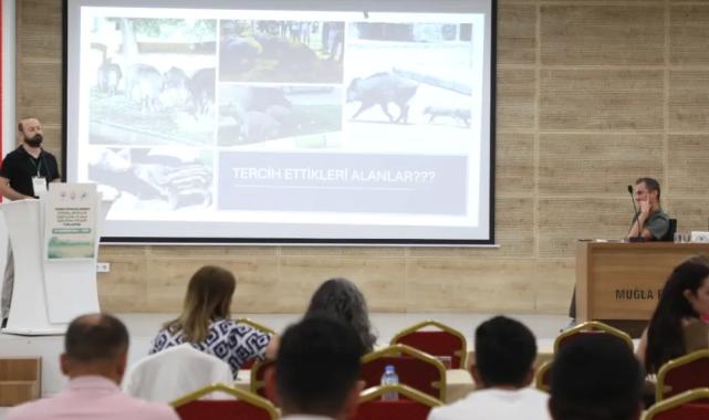 Muğla’da yaban domuzları gündemde