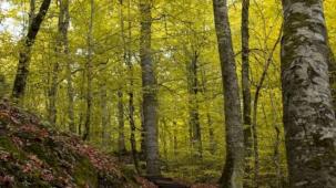 Bolu ormanlarına girişler 30 Eylül'e kadar yasaklandı!