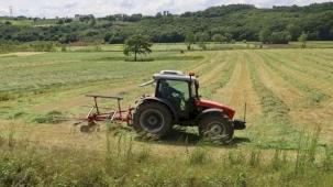 Kocaeli'de 'süt otu' hasadı başladı