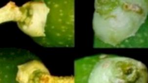 Mudanya'da zeytin güvesi ilaçlaması başladı