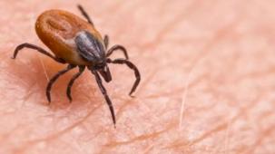 Yaz geldi, kenelere dikkat! KKKA tehlikesine hayati uyarı