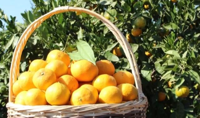 Tarım-ÜFE verileri açıklandı... Tropikal meyveler yine rekor kırdı