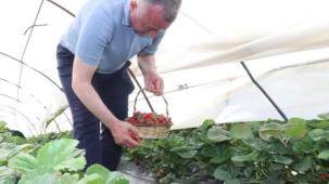 Kocaeli'de Başkan Büyükakın çilek hasadına katıldı