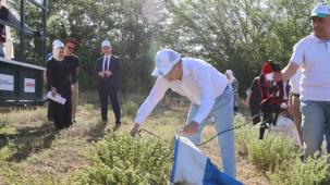 Kocaeli'de kekik hasadı başladı