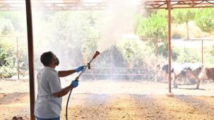 Manisa Sarıgöl’de Akabane hastalığına karşı ilaçlama
