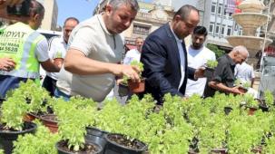 Mardin Midyat’ta fesleğen ve reyhan dağıtıldı