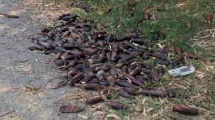 Mersin'de yere döktüğü 3. kalite patlıcanlar 17,2 milyon TL’ye patladı!