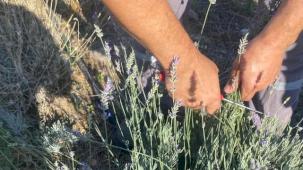 Muğla Milas Belediyesi lavanta hasadı gerçekleştirdi