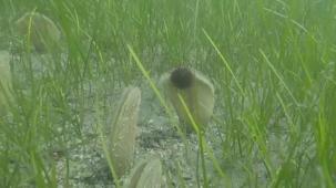 Müsilaj azaldı ama tehdit sürüyor!