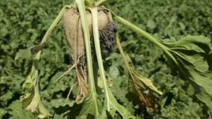 Pancar üreticisine sulama avansı desteği