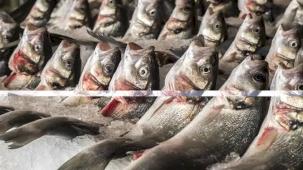 Su ürünlerinde 24 ihracat şampiyonunun 13'ü Egeli