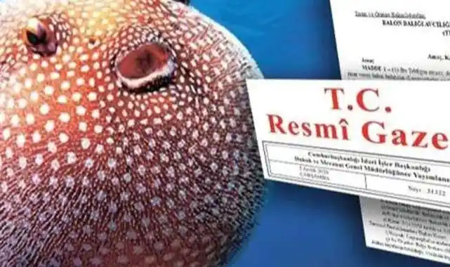 Balon balığı avcılığına yeni destek... Ödemeler artıyor!