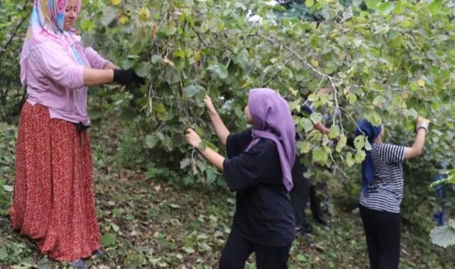 ‘Fındık Dalda Aklın İşçide Kalmasın’ projesi 6. yılında