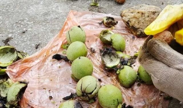 Karacabey TİGEM’den 400 bin kg ceviz hasadı ihalesi