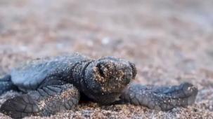 40 bin 285 yavru deniz kaplumbağası denize ulaştı