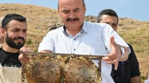 Batman Sason'da bal hasadı coşkusu