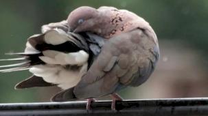 Bursa Yenişehir’de kuşların banyo keyfi