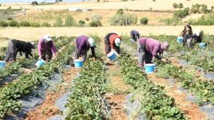 Coğrafi işaretli çileğin hasadı başladı