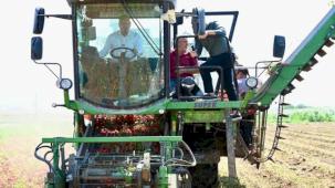 Domates deposu 'verimli ova' Karacabey'de hasat sürüyor