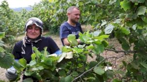 Fındık ekmek kapısı oluyor