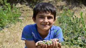 İzmir Ödemiş'te ilk mavi yemiş hasadı
