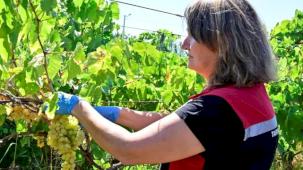 İzmir üzüm bağlarında hasat öncesi pestisit denetimi